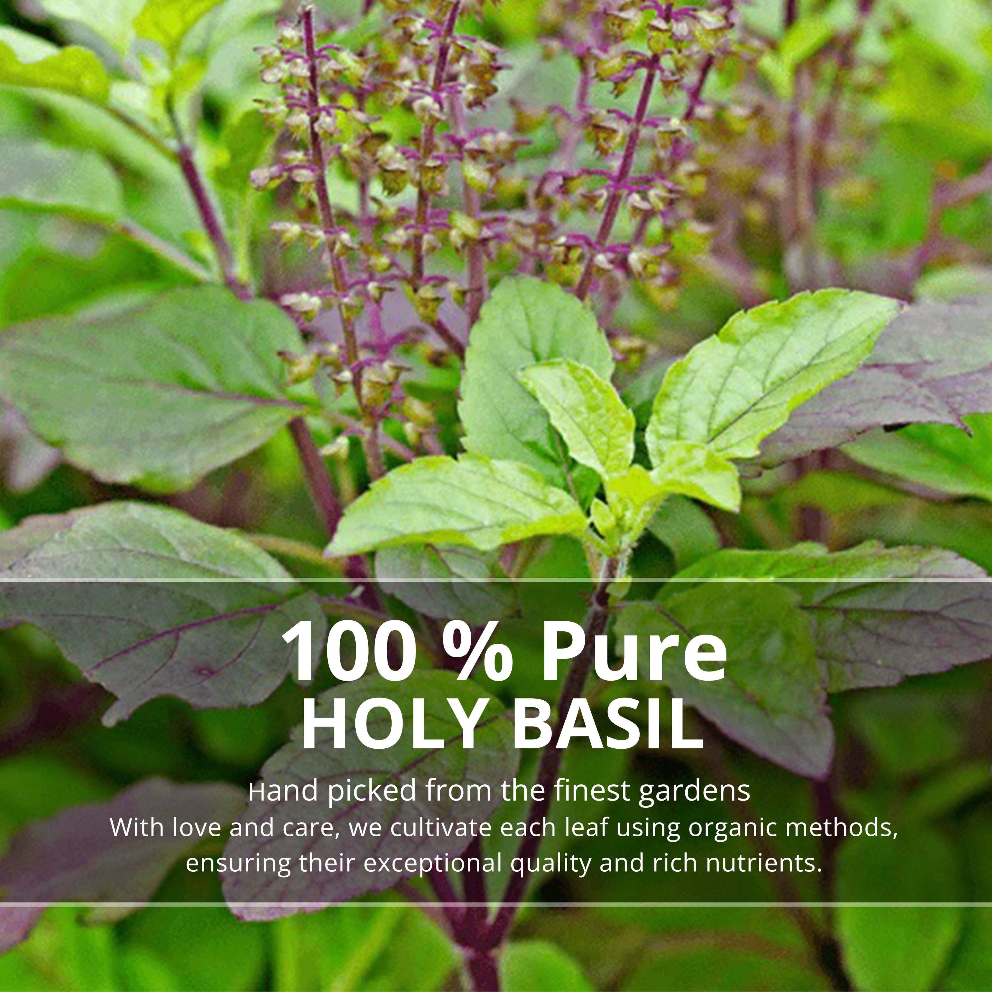 100% Natural Holy Basil Leaves hand picked from the finest gardens with love and care. Each Tulsi Holy Basil leaf is cultivated using organic methods.