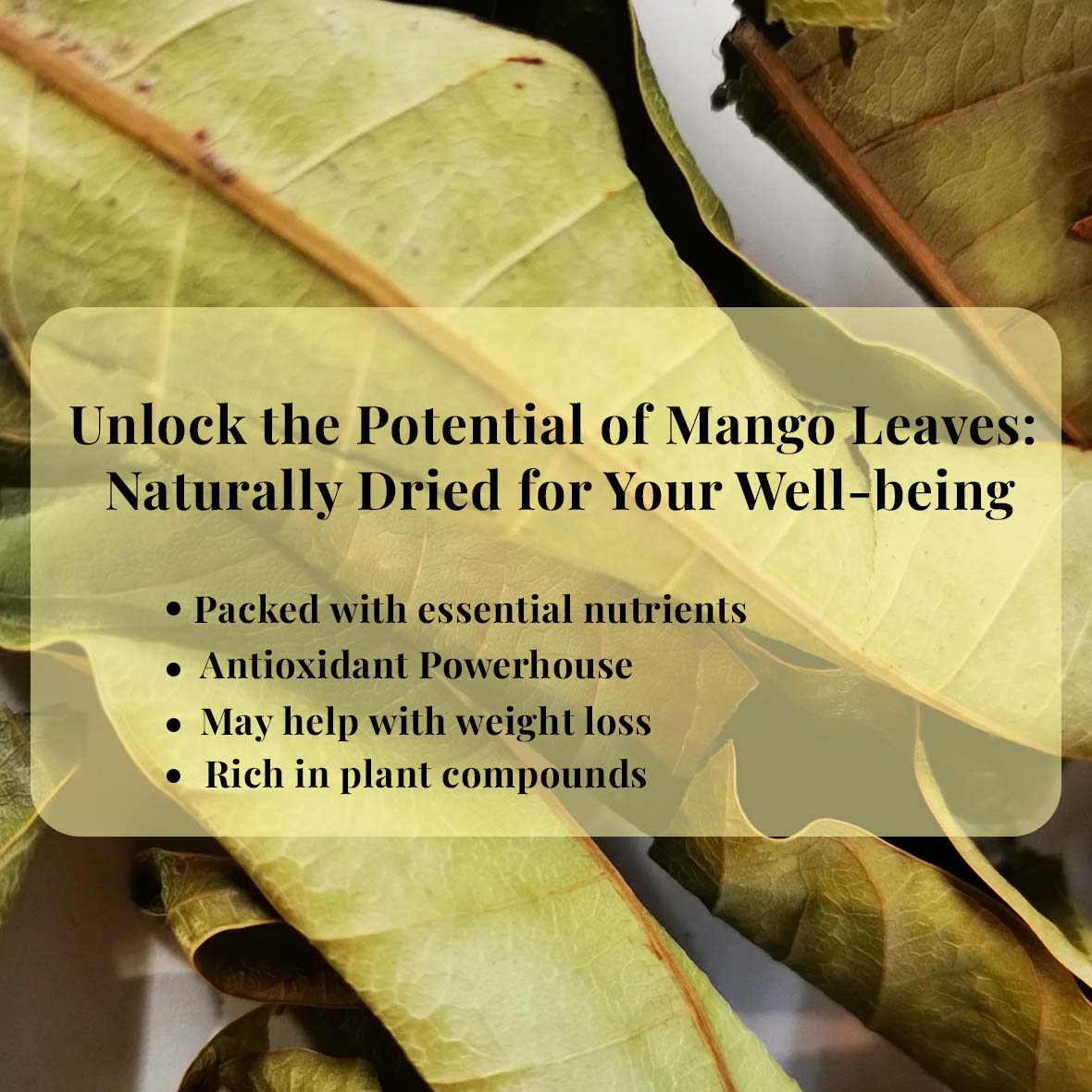 Earth to Tables Dried Mango Loose Leaves help you unlock the Potential of Mango Leaves as they are naturally dried and packed with essential nutrients