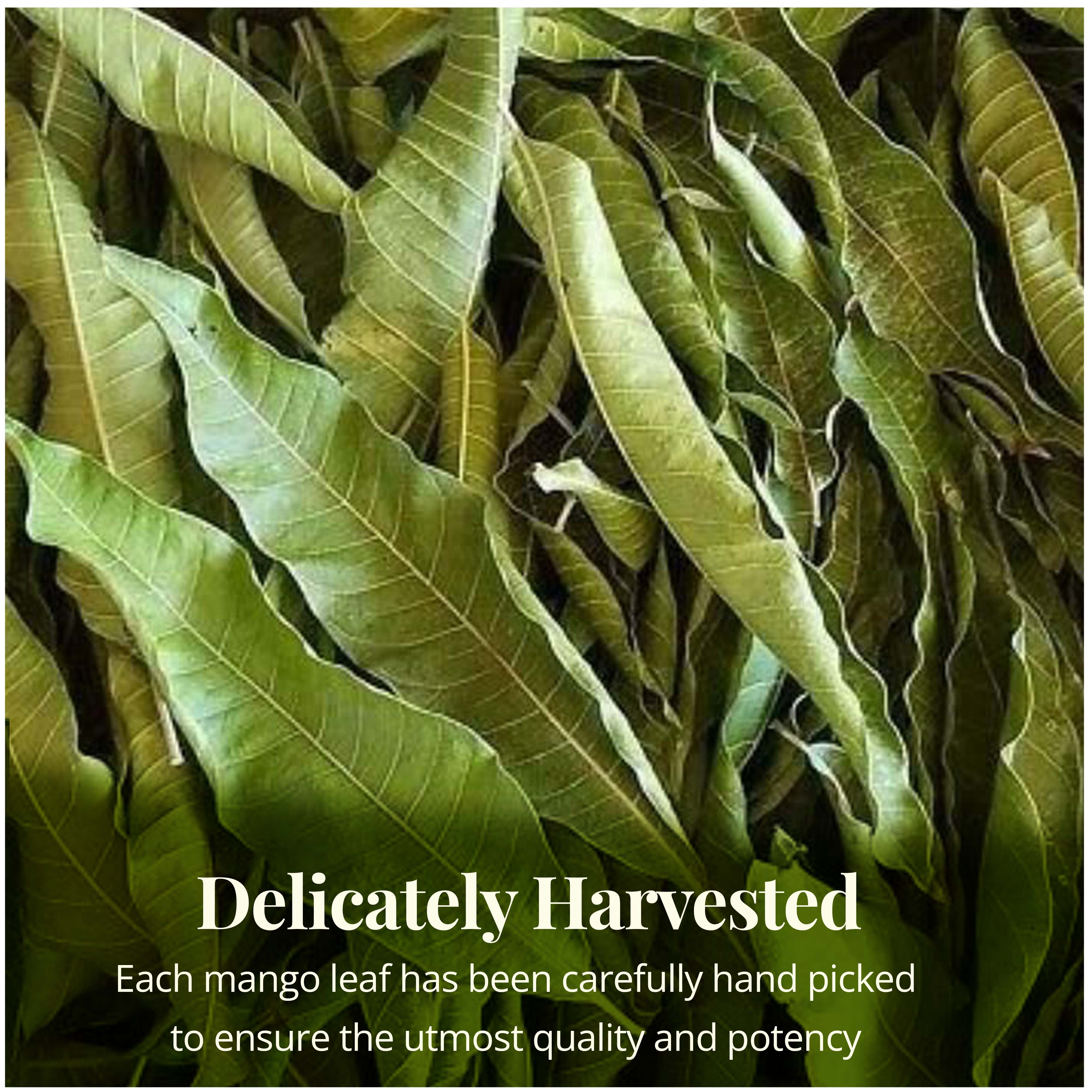 The Mango Leaves are carefully hand picked and dried to ensure their utmost quality and impression