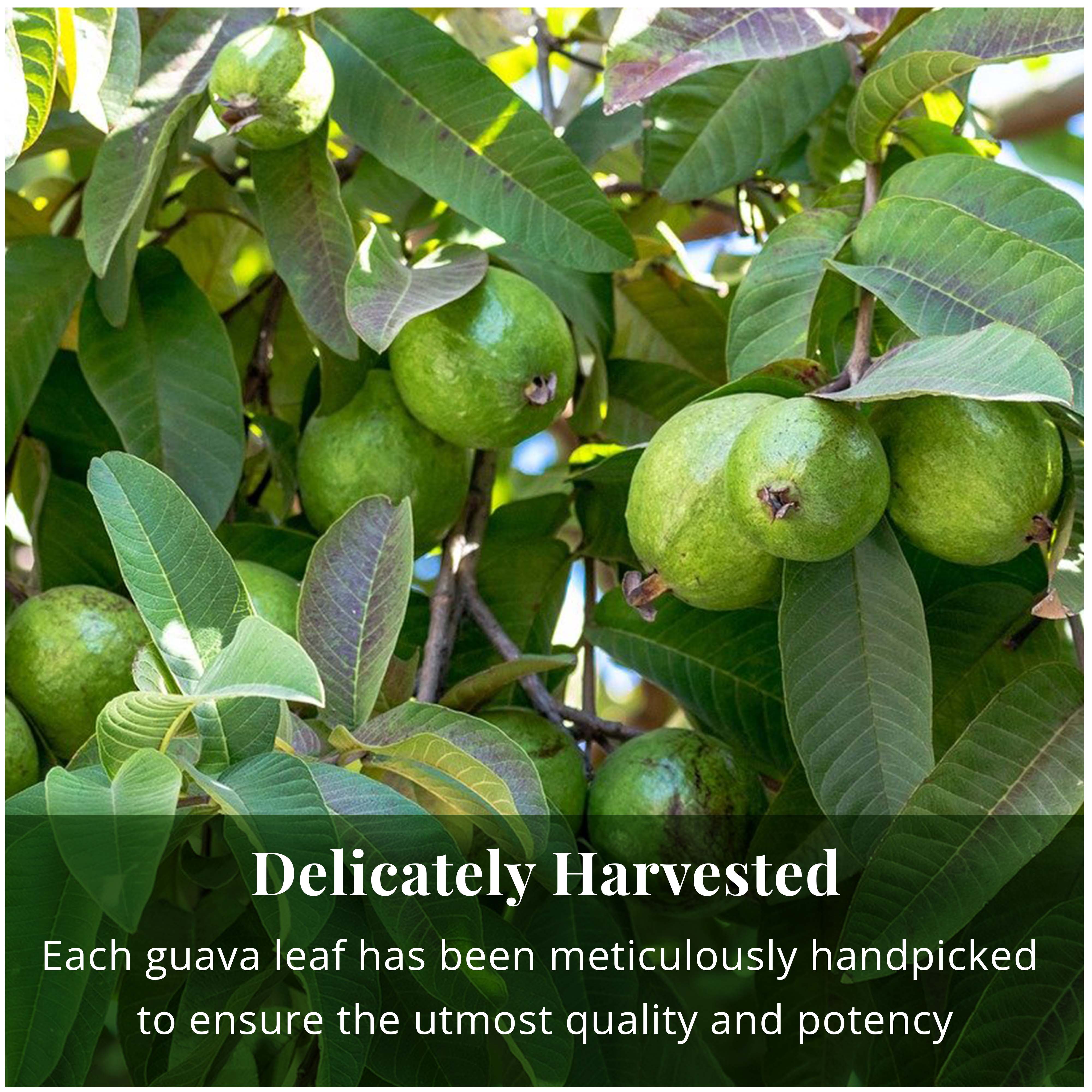 Each Guava leaf is meticulously handpicked to ensure the utmost quality and impression.