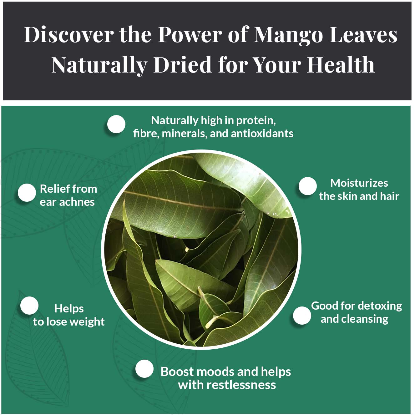 Earth to Tables allows You Discover the Power of Mango Leaves naturally Dried for Your Health