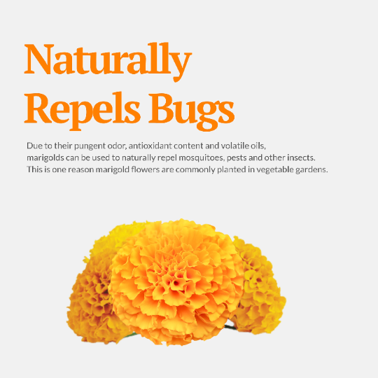 naturally repels bugs